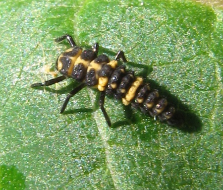 Spotted Lady Beetle larva (Coleomegilla maculata) © Beatriz Moisset