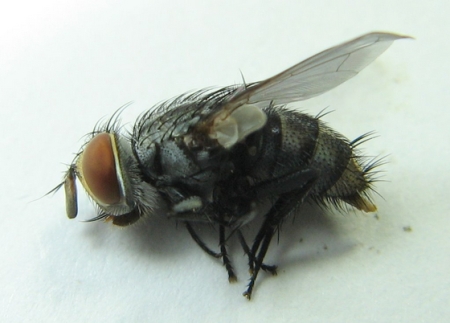 Tachinid fly, Lespesia © Stephen Luk