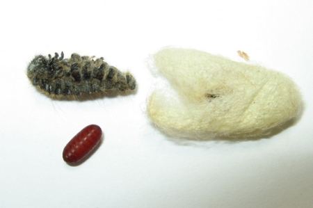 Tachind fly, Lespesia, Puparium and parasitized tent caterpillar's cocoon © Stephen Luk