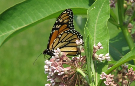 Monarch butterfly on common milkweed © Beatriz Moisset