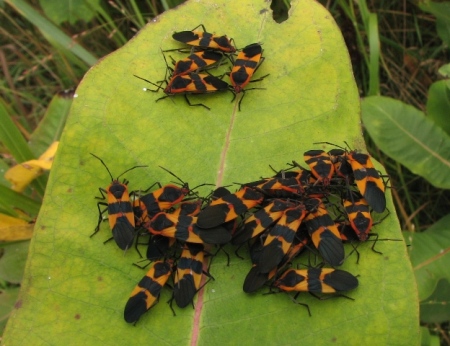 Large milkweed bug, Oncopeltus fasciatus on common milkweed © Beatriz Moisset 