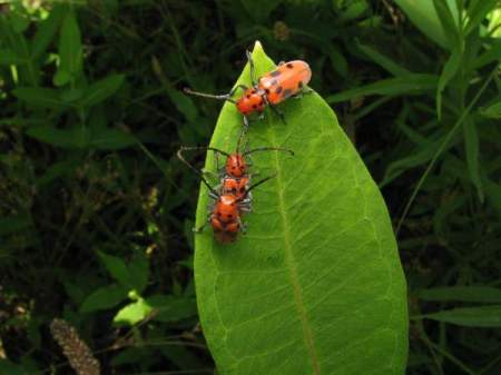 Milkweed longhorn beetles on common milkweed © Beatriz Moisset