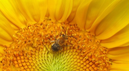 A long-horned bee on sunflower © Beatriz Moisset