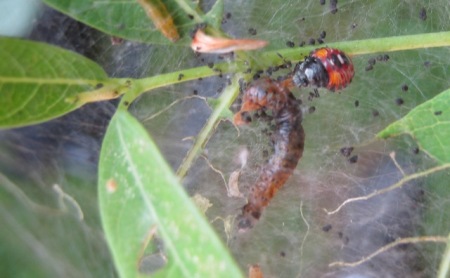 Podisus maculiventris juvenile (nymph) feeding on dogbane caterpillar © Beatriz Moisset