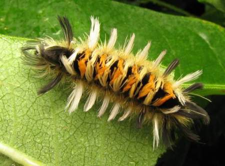 Tussock moth caterpillar © Beatriz Moisset