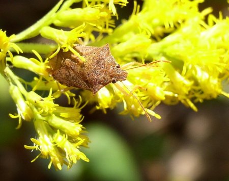 Predatory stink bug, Podisus maculiventris on goldenrod. © Beatriz Moisset